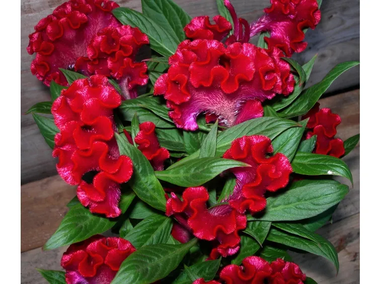 Piante ornamentali annuali