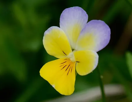 giardino di viole