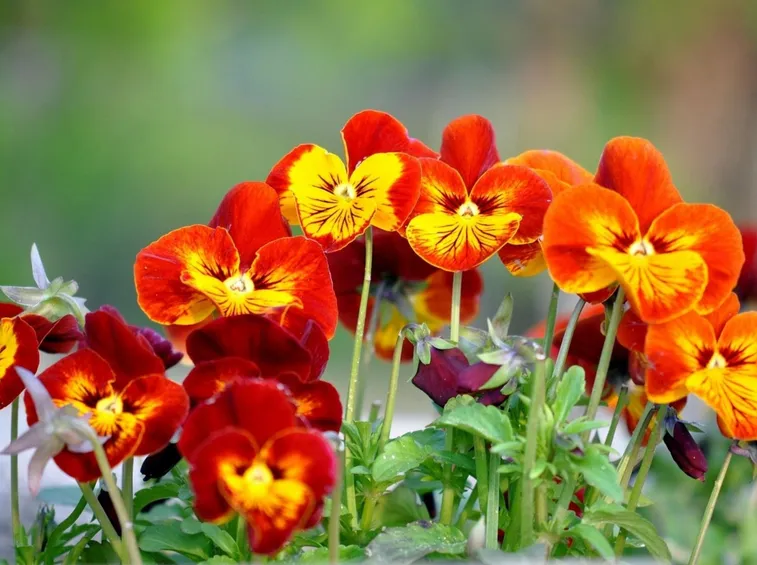 Il fiore Viola odorata