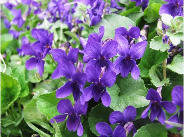 Un cespuglio di Viola mammola