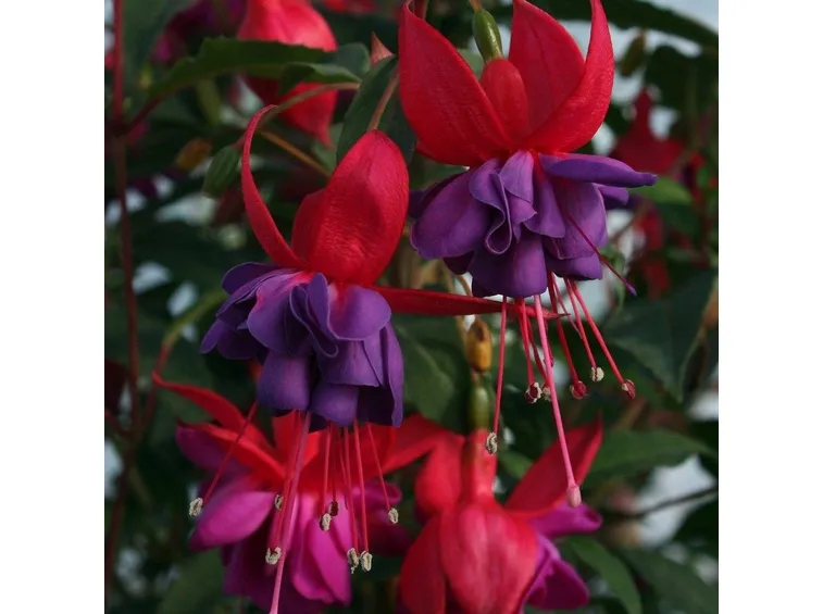 ibrido di fucsia Winston Churchill