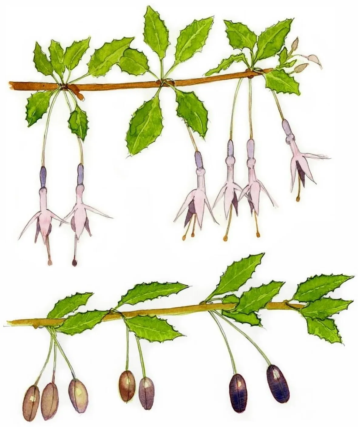 disegno botanico Fuchsia magellanica