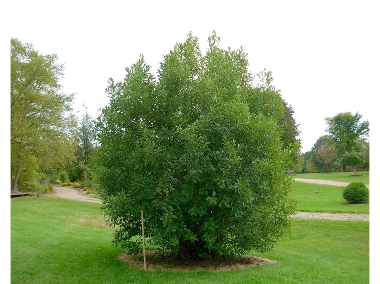 Alnus coltivazione