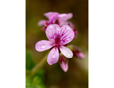 pelargonium graveolens