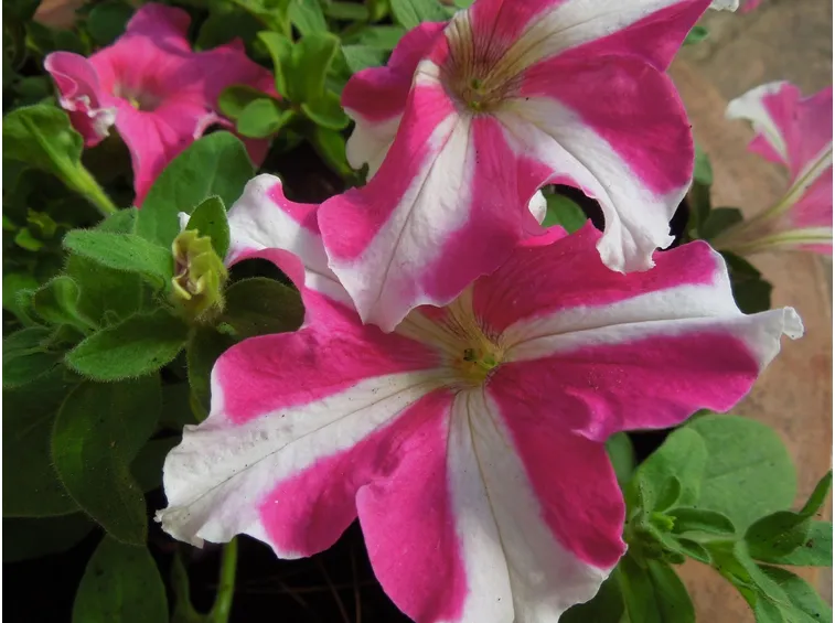 Piante petunia