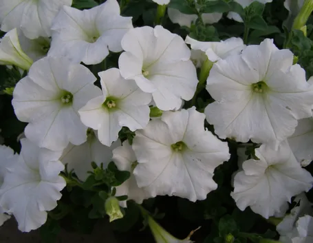 Potunia fiore
