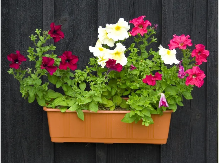 Potunia vaso