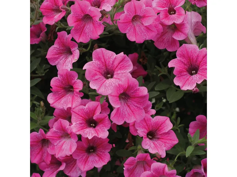 Petunia fiore