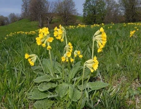 Primula veris
