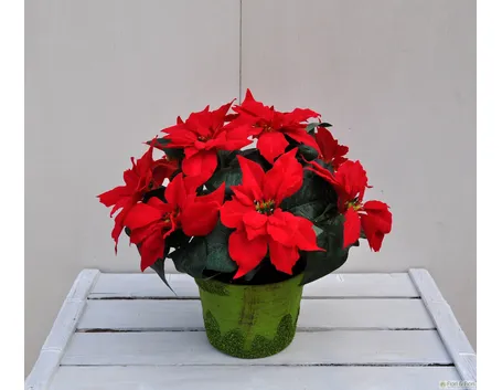 I colori della stella di natale