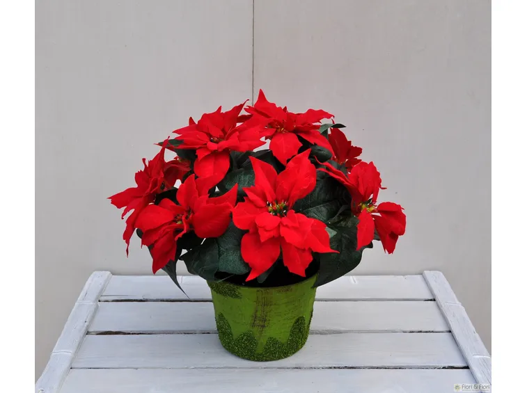 I colori della stella di natale