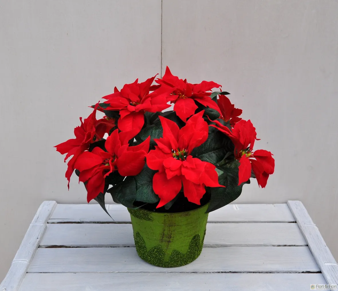 I colori della stella di natale