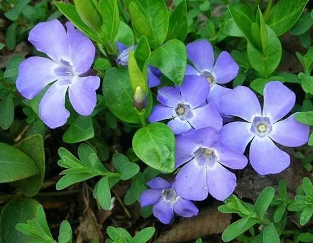 Fiori di Vinca minor dal colore classico