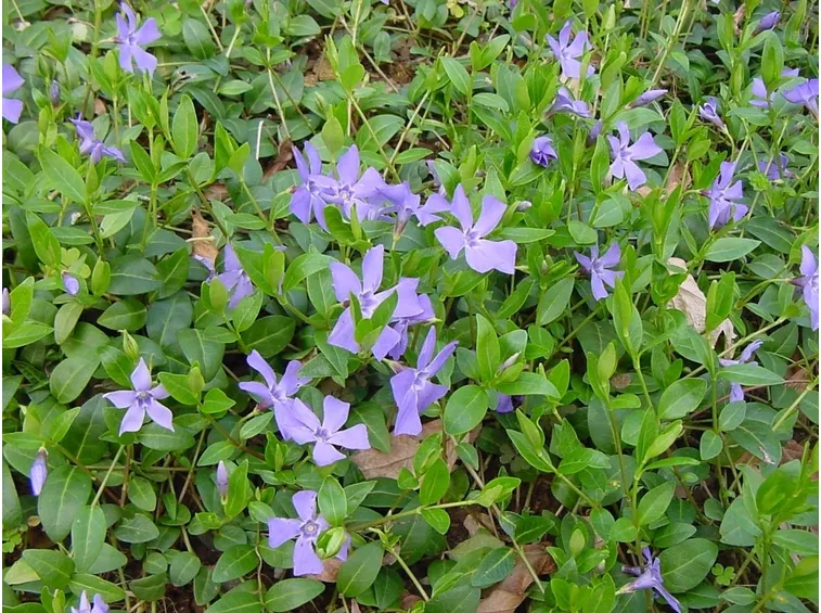 Tappeto erboso di Vinca minor