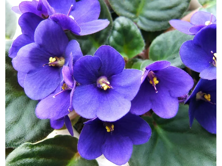 mazzolino di violette