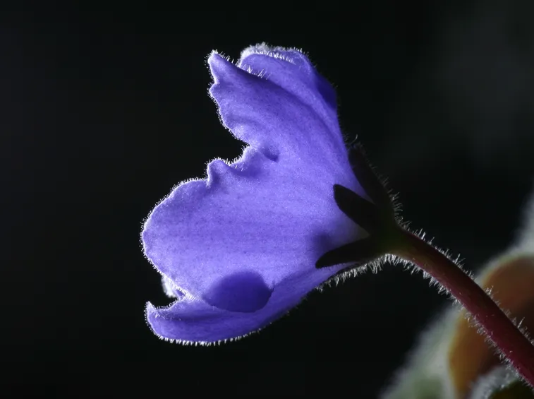 Fiore della violetta