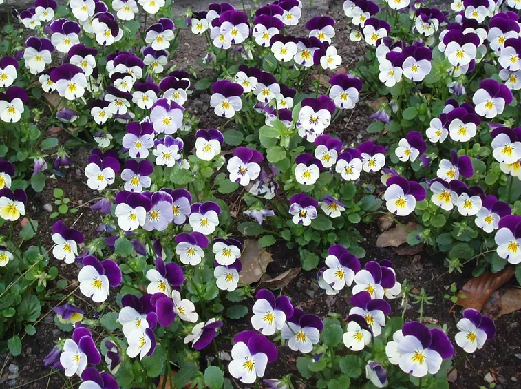 violette fiorite