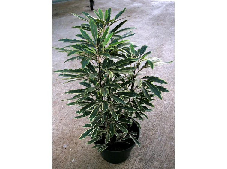 Aralia  