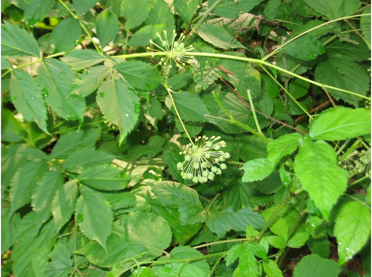 aralia