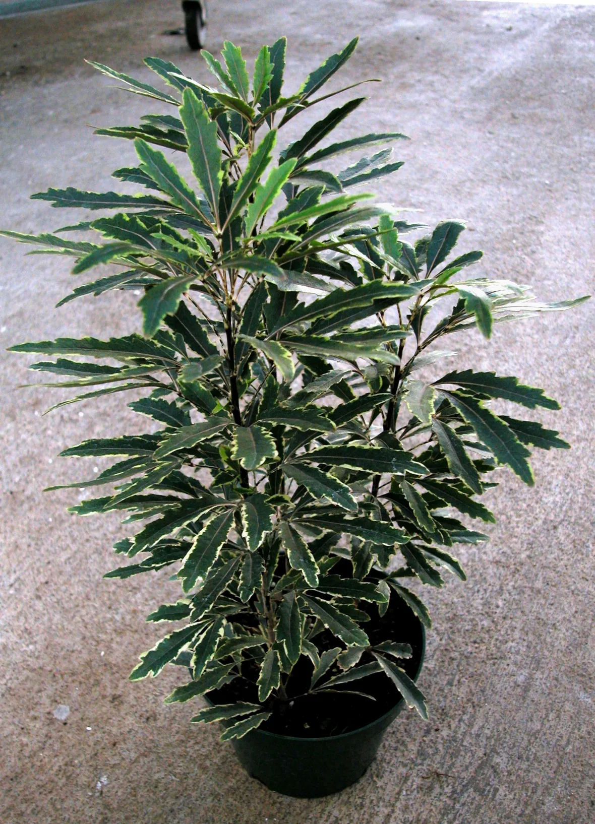 Aralia  