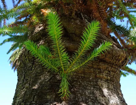Araucaria