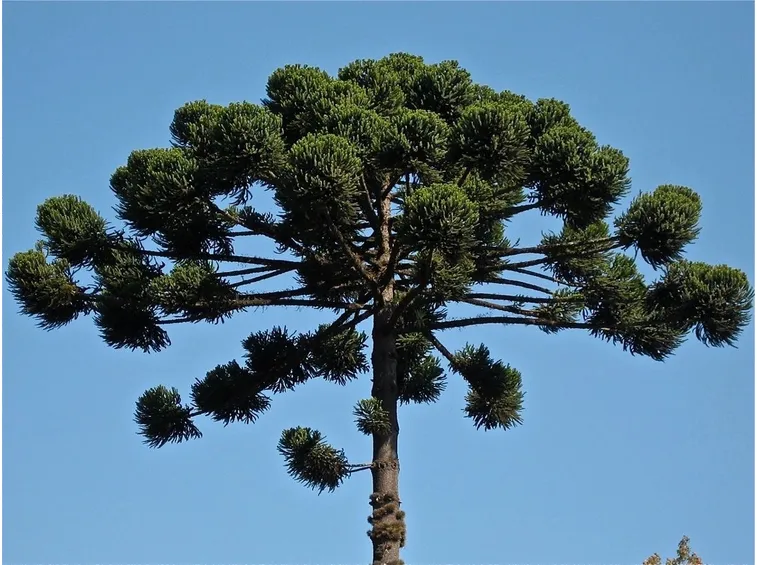 araucaria