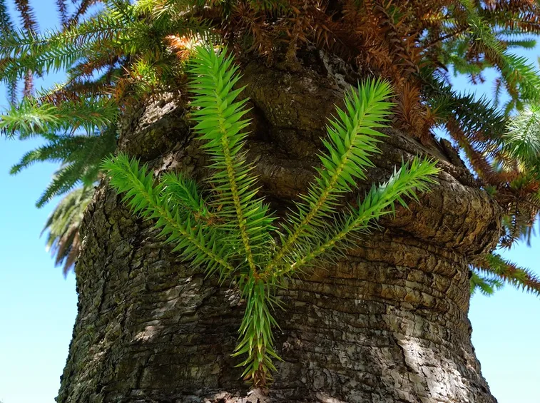 Araucaria