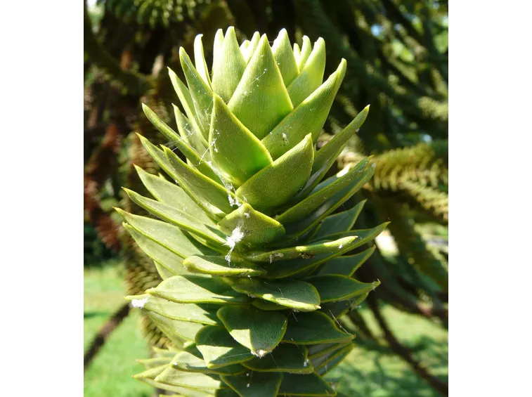 Araucaria