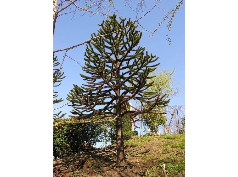 araucaria caucasia