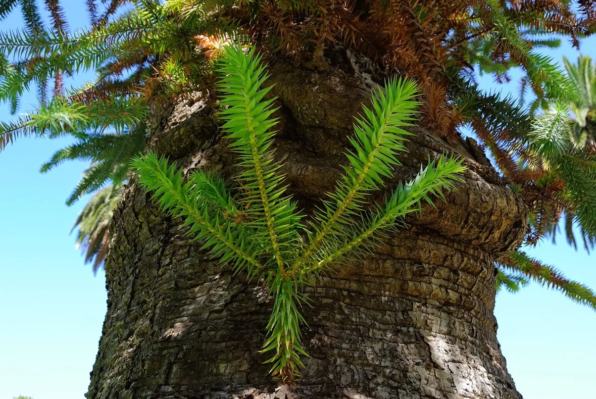 Araucaria