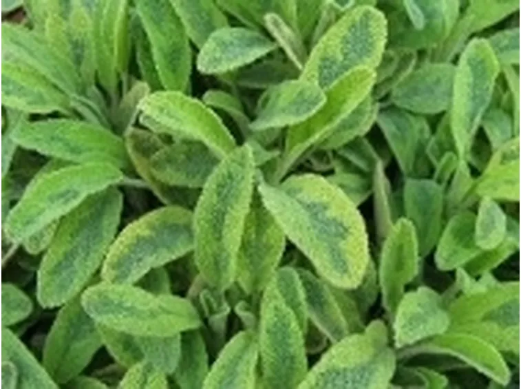 Aromatiche ornamentali 
