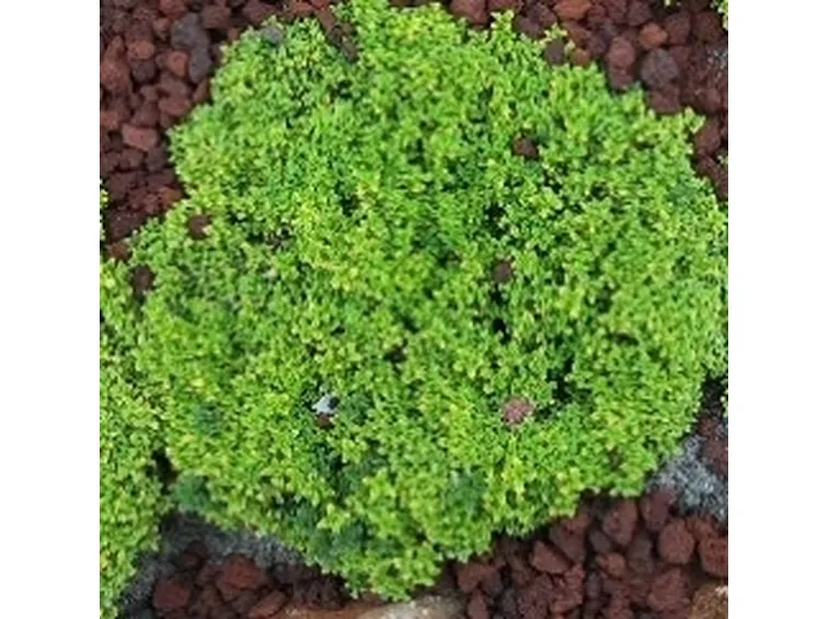 Aromatiche ornamentali 