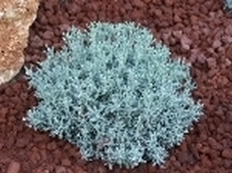 Aromatiche ornamentali 