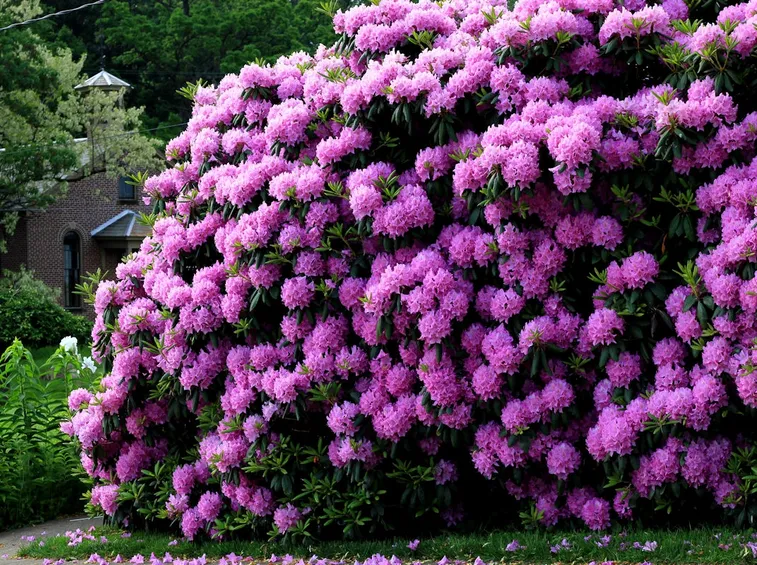 Rhododendron