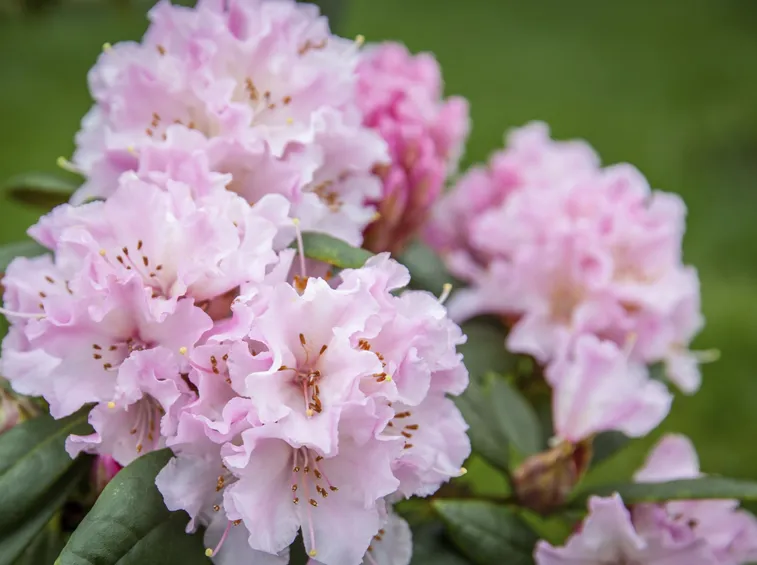 azalea