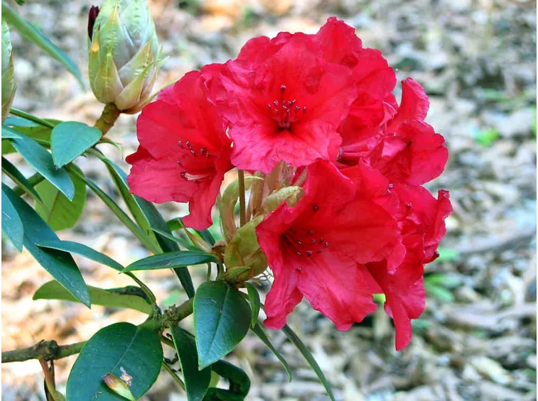 Rododendri