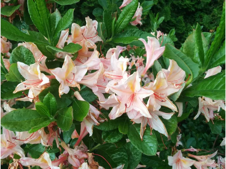 rododendri chanel