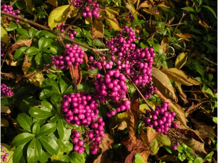 Bacche callicarpa