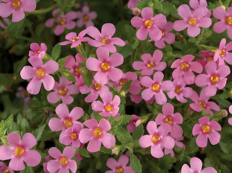 Bacopa  
