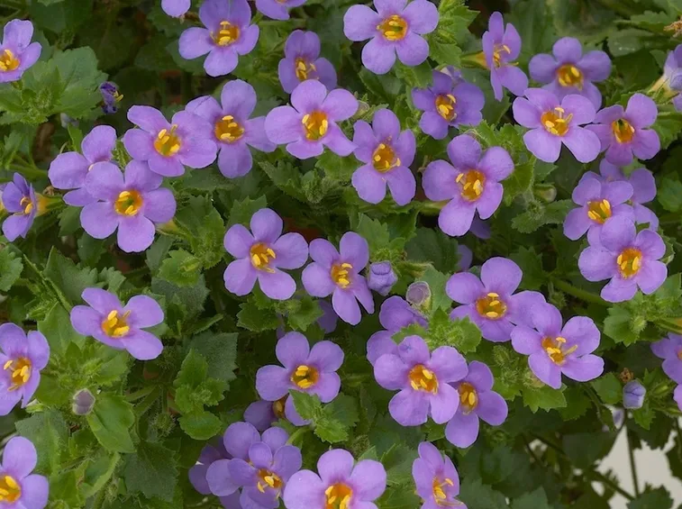 Bacopa  