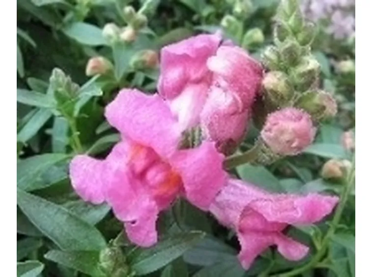 Bocche di leone
