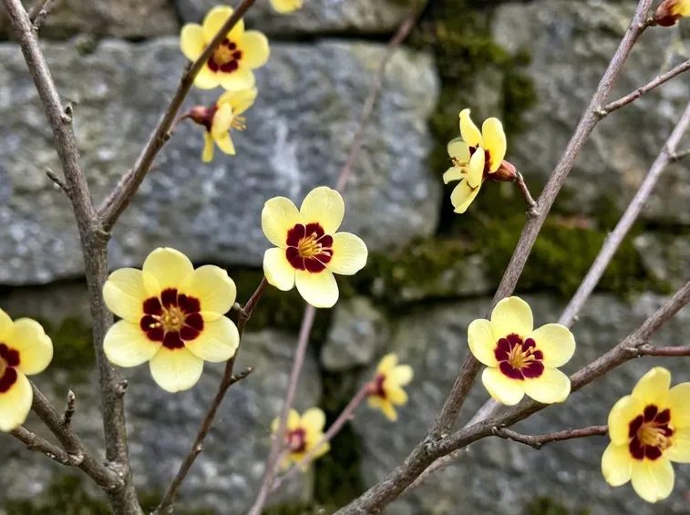 Chimonanthus praecox grandiflours
