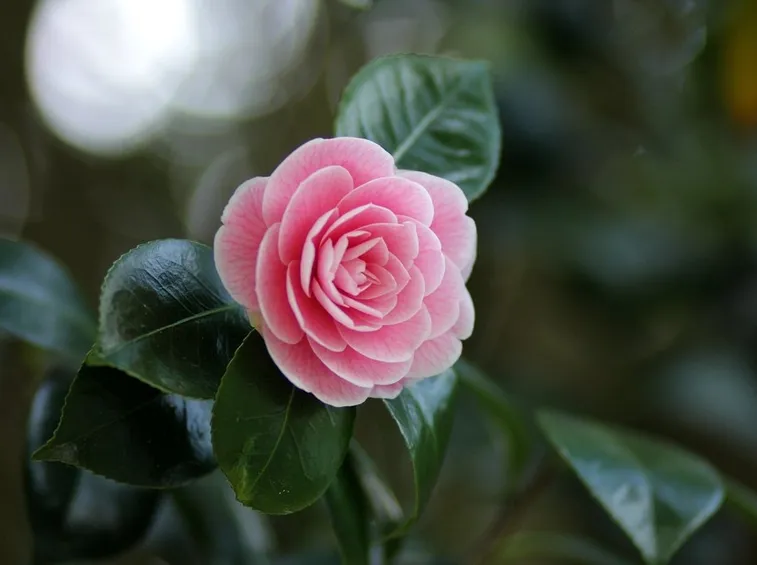 Camelia  japonica