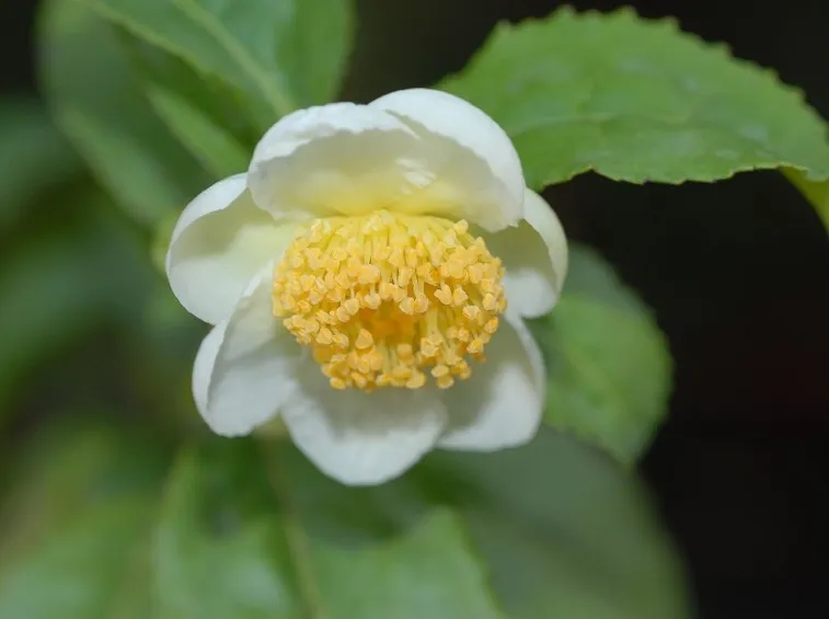 Camelia  sinensis