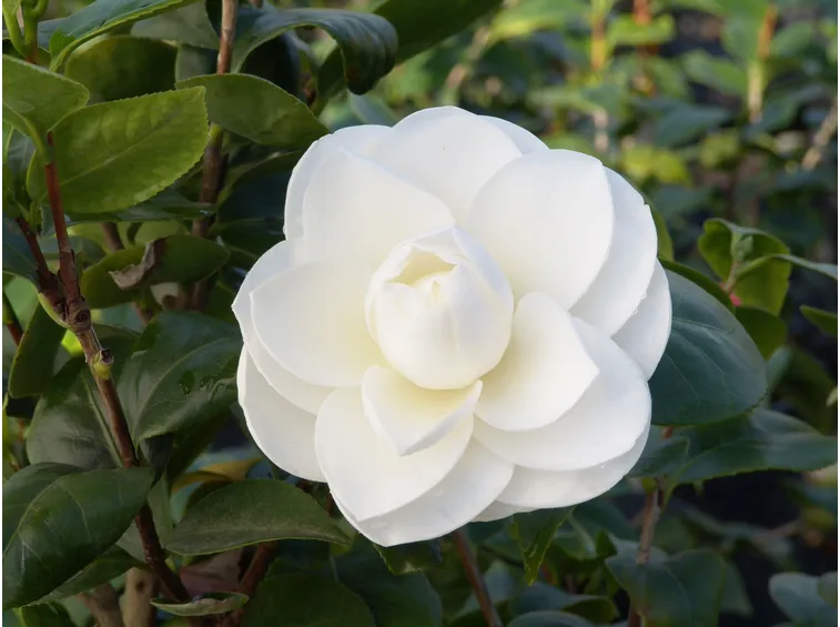 camellia