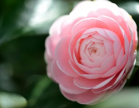 camelia japonica