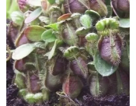 piante carnivore