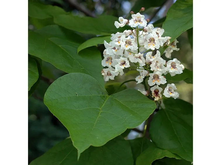 catalpa pianta