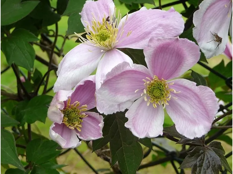 clematis montana