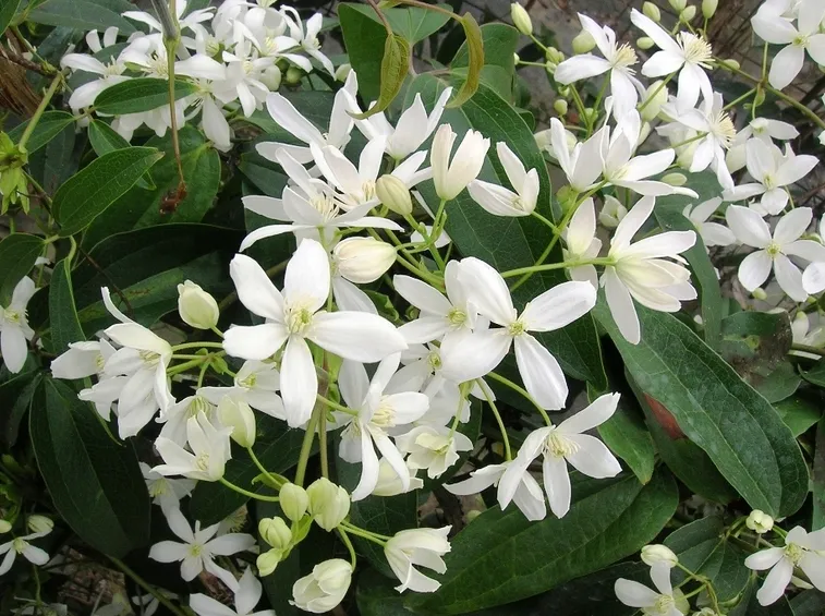 clematis armandii